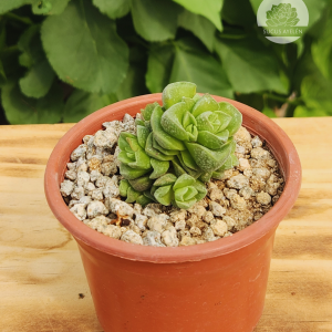 Crassula Dorothy