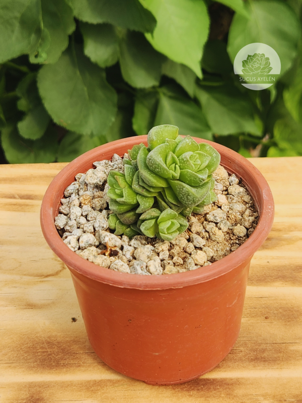 Crassula Dorothy