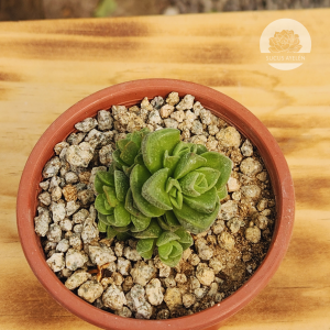 Crassula Dorothy