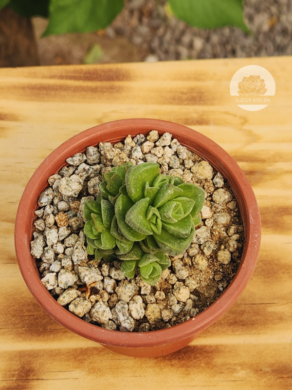 Crassula Dorothy - Imagen 2