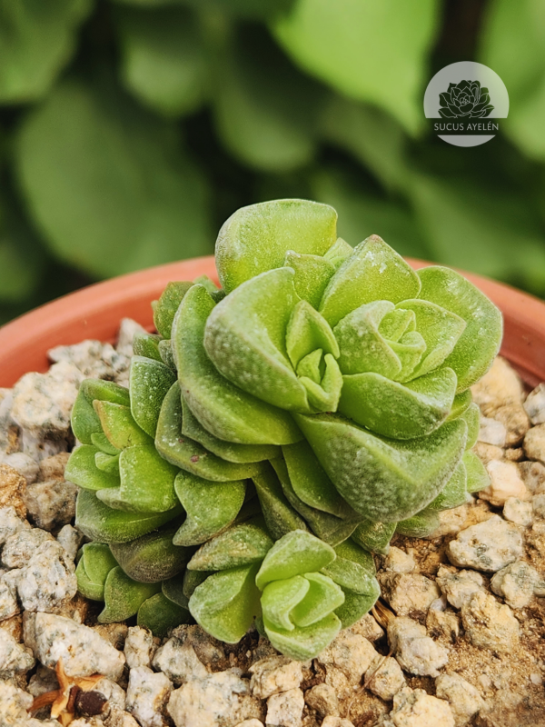 Crassula Dorothy - Imagen 3