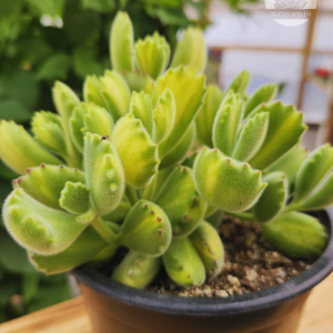 Cotyledon Tomentosa Lemon Stripe XL