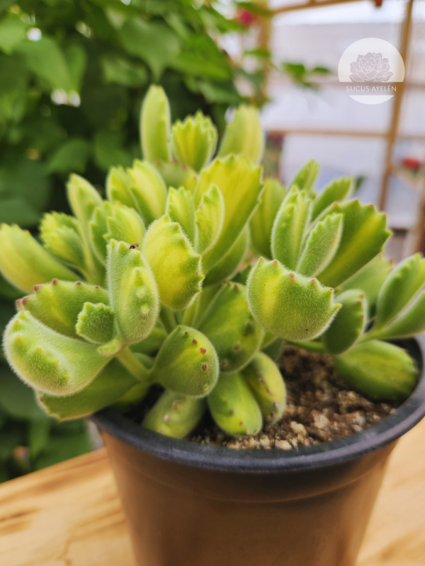 Cotyledon Tomentosa Lemon Stripe XL - Imagen 2