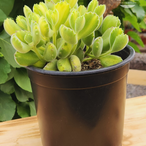 Cotyledon Tomentosa Lemon Stripe XL