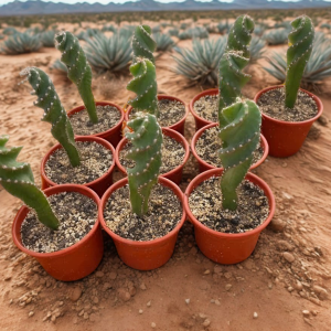 Cereus Spiralis - Cactus Espiral o Tornillo