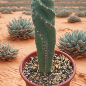 Cereus Spiralis - Cactus Espiral o Tornillo