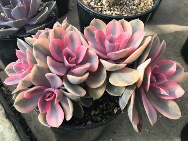 Echeveria Rainbow - Imagen 3