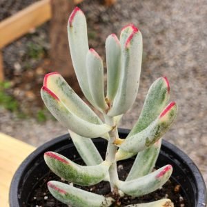 Cotyledon Flanaganii Variegada