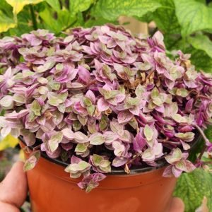 Calisia Pink Lady (Callisia Repens Pink Lady)