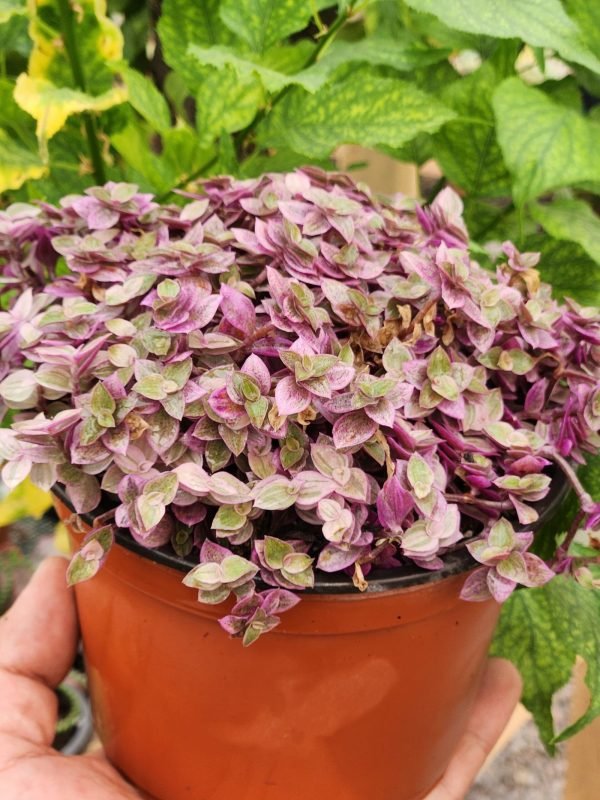 Calisia Pink Lady (Callisia Repens Pink Lady) - Imagen 2