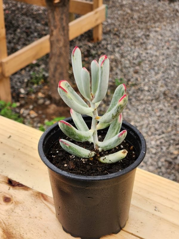 Cotyledon Flanaganii Variegada