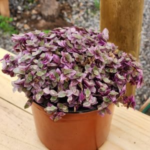 Calisia Pink Lady (Callisia Repens Pink Lady)