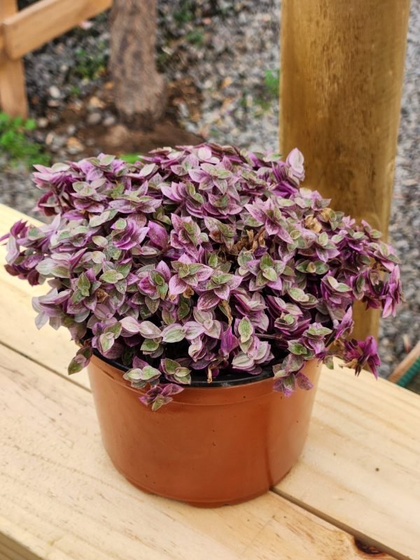 Calisia Pink Lady (Callisia Repens Pink Lady)