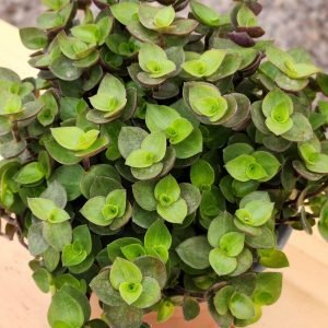 Calisia Repens