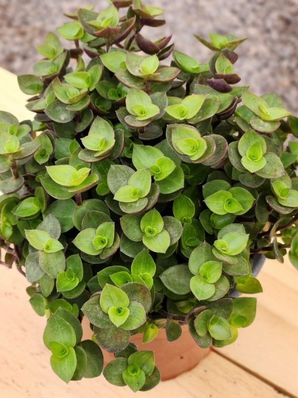 Calisia Repens - Imagen 2