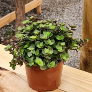 Calisia Repens