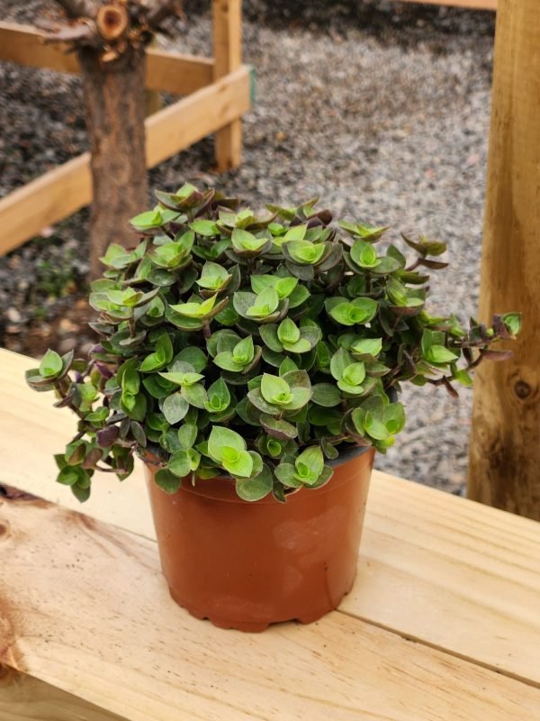 Calisia Repens