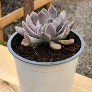 Graptoveria Cupido