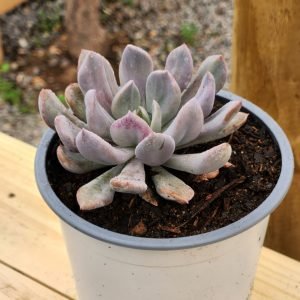 Graptoveria Cupido