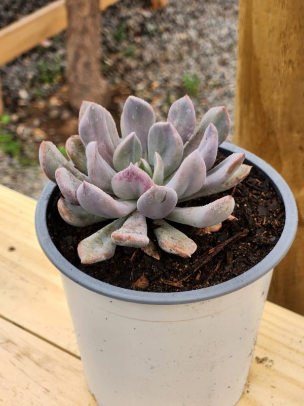 Graptoveria Cupido - Imagen 2