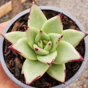 Echeveria Ebony