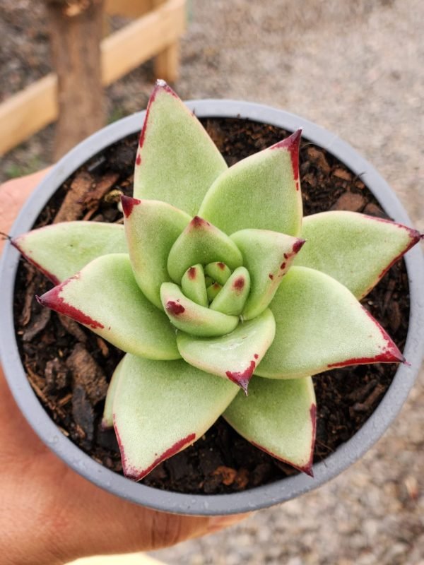 Echeveria Ebony - Imagen 2