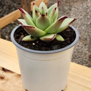 Echeveria Ebony
