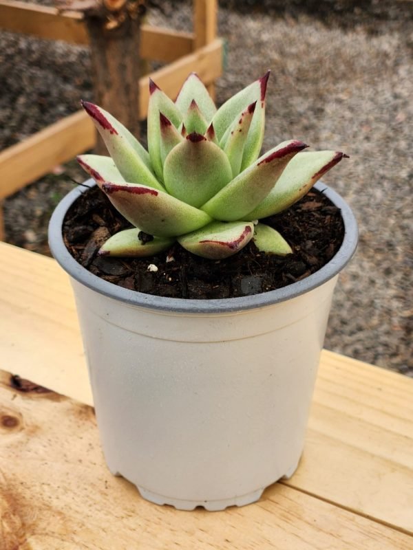 Echeveria Ebony