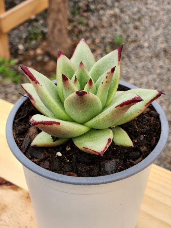 Echeveria Ebony - Imagen 3