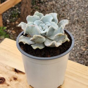 Echeveria Crispate Beauty - Tamaño XL