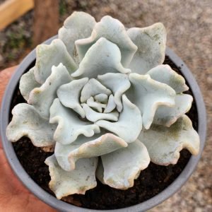 Echeveria Crispate Beauty - Tamaño XL