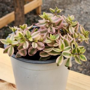 Crassula Volkensii Variegada