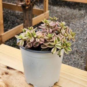 Crassula Volkensii Variegada