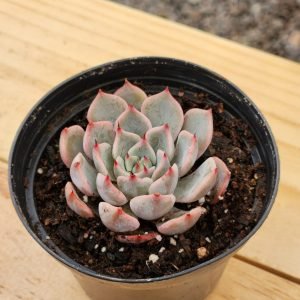Echeveria sin ID - Mini