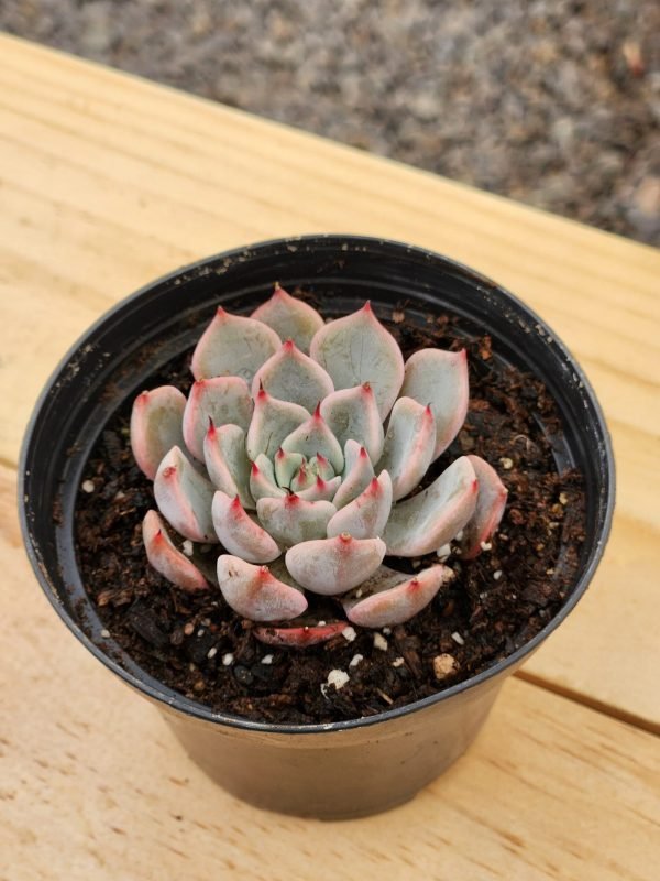 Echeveria sin ID - Mini - Imagen 2