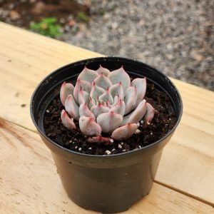 Echeveria sin ID - Mini