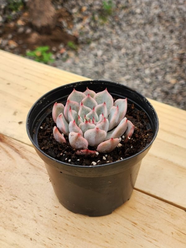 Echeveria sin ID - Mini