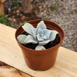 Echeveria Crispate Beauty - Mini