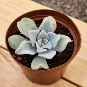 Echeveria Crispate Beauty - Mini
