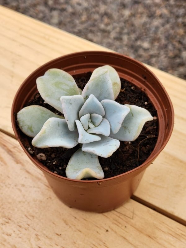 Echeveria Crispate Beauty - Mini - Imagen 2