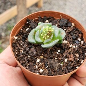 Crassula Celia - Mini