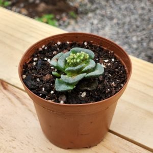 Crassula Celia - Mini