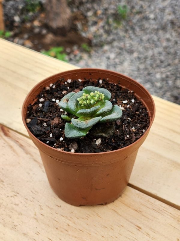 Crassula Celia - Mini