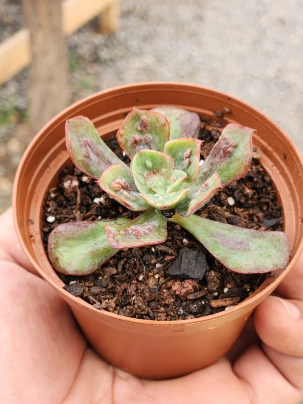 Echeveria Baron Bold - Mini - Imagen 3