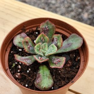 Echeveria Baron Bold - Mini