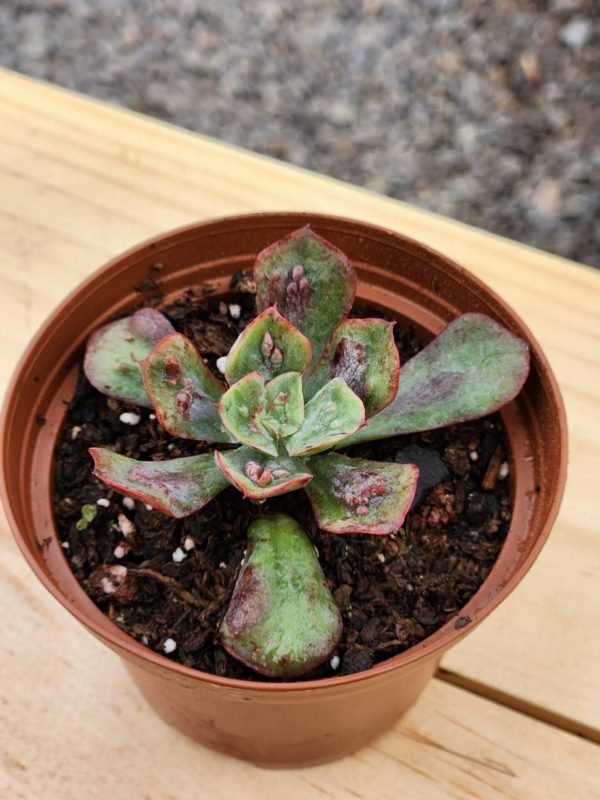 Echeveria Baron Bold - Mini - Imagen 2