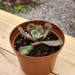 Echeveria Baron Bold - Mini
