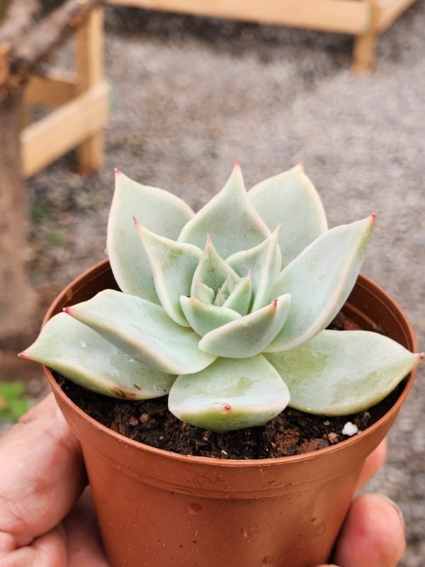 Echeveria Madiba - Mini - Imagen 2