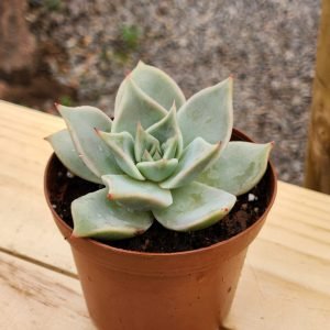 Echeveria Madiba - Mini