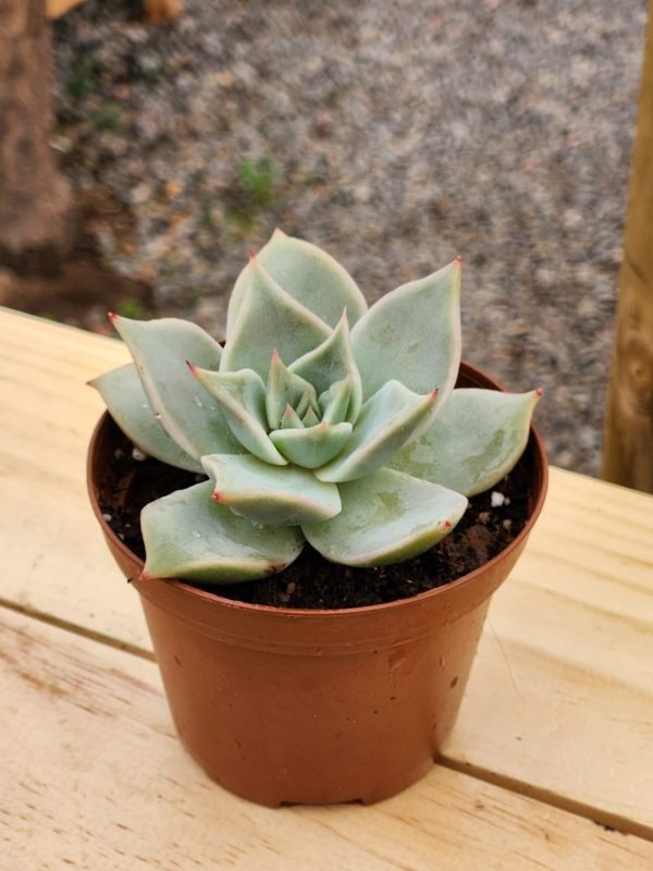 Echeveria Madiba - Mini
